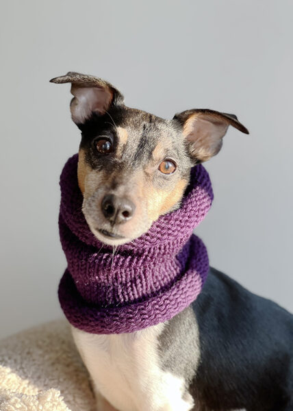 Knitted wool PETS TUBE SCARF | purple