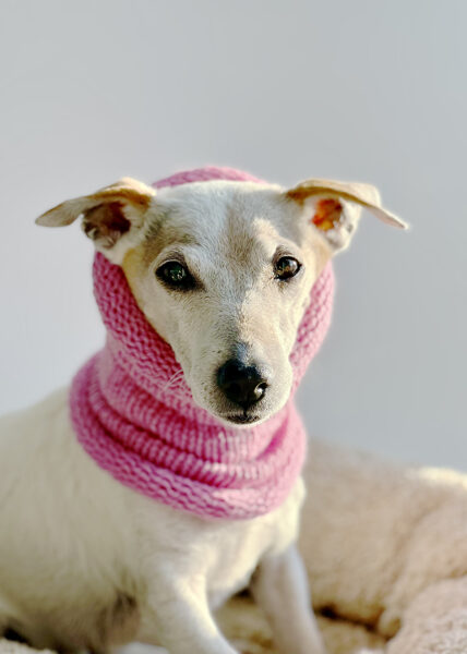 Knitted wool PETS TUBE SCARF | pink